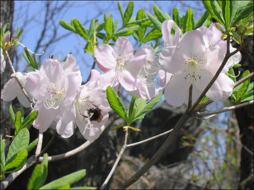 흰산철쭉 